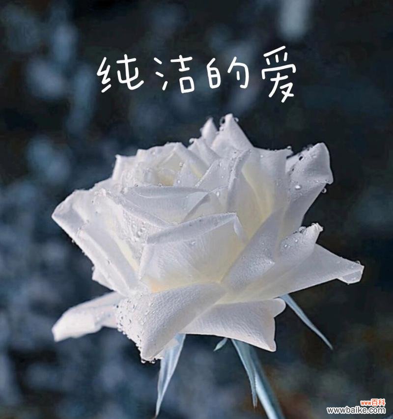 十一支白玫瑰的花语是什么？