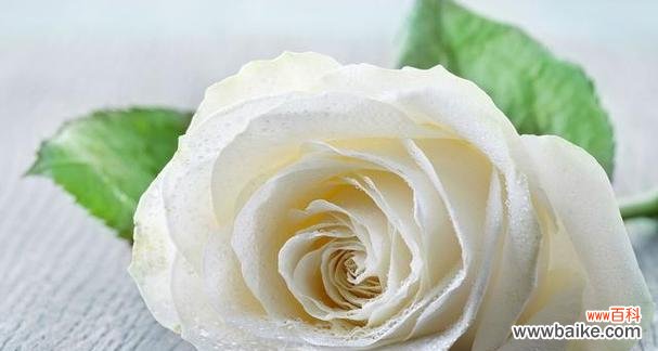 十一支白玫瑰的花语是什么？