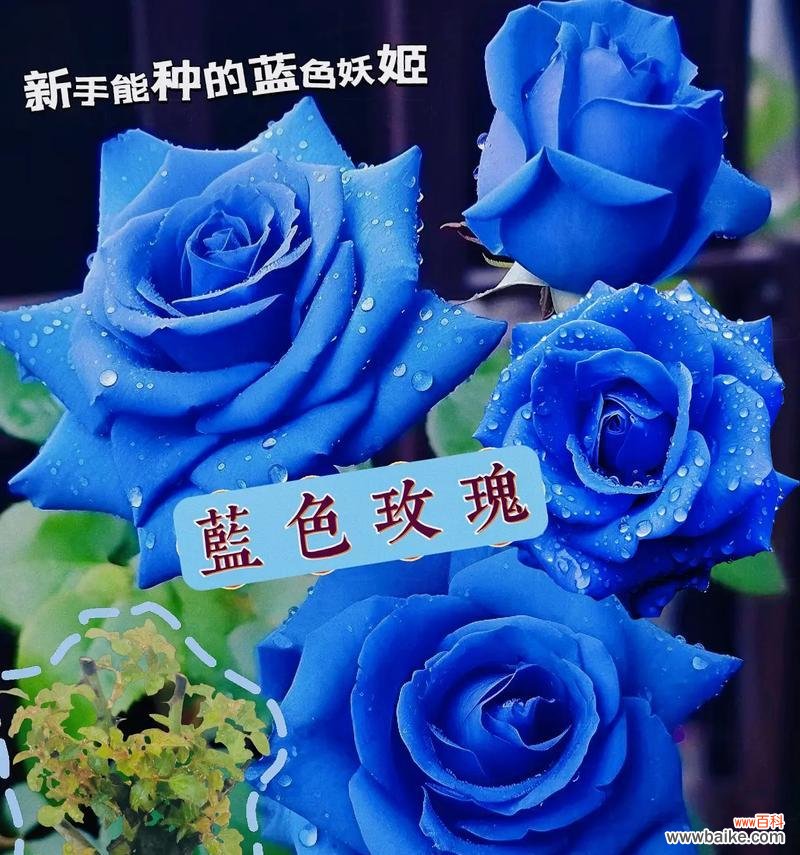 玫瑰花有哪些种类？每种玫瑰花代表什么意义？