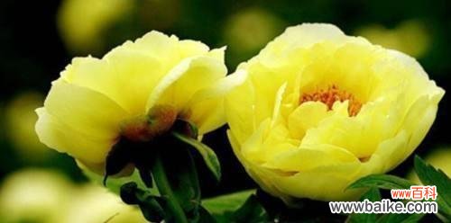 探究洋牡丹花语的深层含义 洋牡丹的花语及其寓意