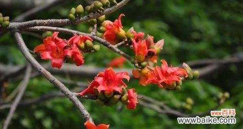 探寻木棉花的深刻含义 木棉花的寓意