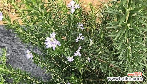 探寻迷迭香花的象征意义 迷迭香的花语
