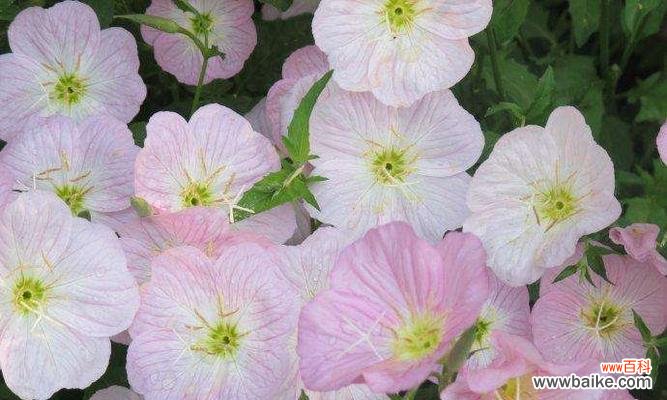 了解月见草的意义和象征 探寻月见草的花语