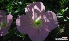 了解月见草的意义和象征 探寻月见草的花语