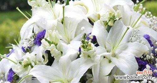 了解百合花的含义，聆听传统文化之声 送女人百合花的寓意与文化背景