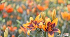 了解百合花的含义，聆听传统文化之声 送女人百合花的寓意与文化背景