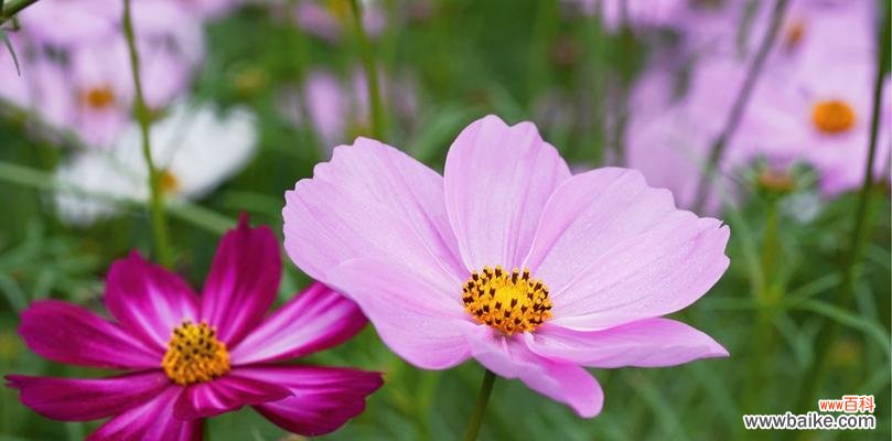 传达坚定和纯洁的意义 格桑花的花语