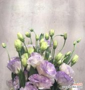 了解桔梗花的花语 桔梗花的花语及意义解析