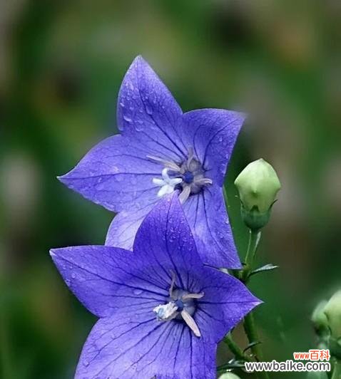 桔梗花语——喜悦与坚持的象征