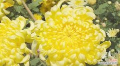 傲立不倒的菊花 菊花的特点与象征意义