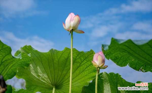 莲花中的莲子能吃吗，吃莲子有好处吗