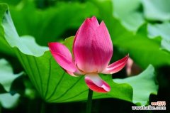 莲花中的莲子能吃吗，吃莲子有好处吗