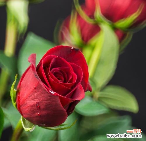 为什么说不是牡丹而是玫瑰花?玫瑰花的真正含义是什么?