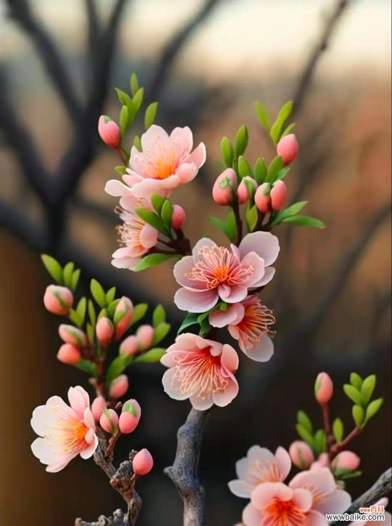 为什么说不是牡丹而是玫瑰花?玫瑰花的真正含义是什么?