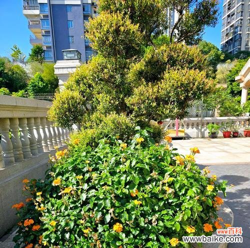 盆景盆栽是什么意思啊？百合两字代表什么？