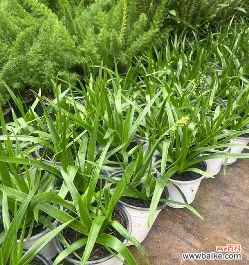 盆景盆栽是什么意思啊？百合两字代表什么？