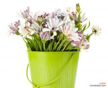 桶装花束通常代表什么？桶装花束的寓意是什么？