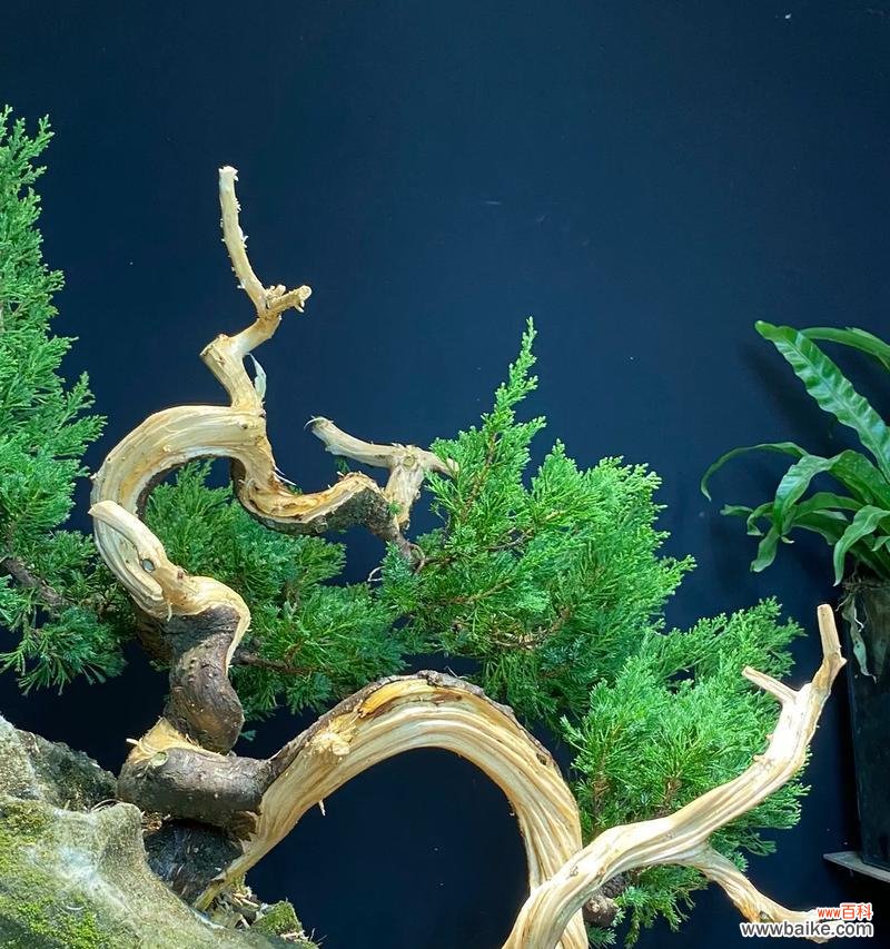 盆栽舍利干是什么意思？盆栽舍利干的养护方法是什么？