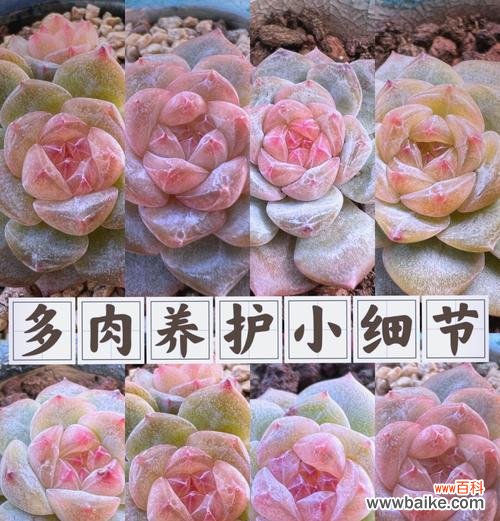 盆栽舍利干是什么意思？盆栽舍利干的养护方法是什么？