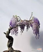 盆栽舍利干是什么意思？盆栽舍利干的养护方法是什么？