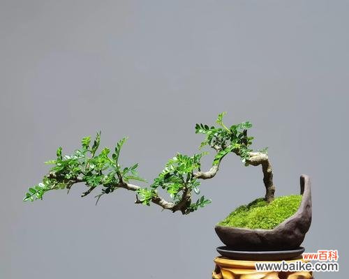 胡椒木盆栽是什么意思啊？胡椒木盆栽的含义是什么？