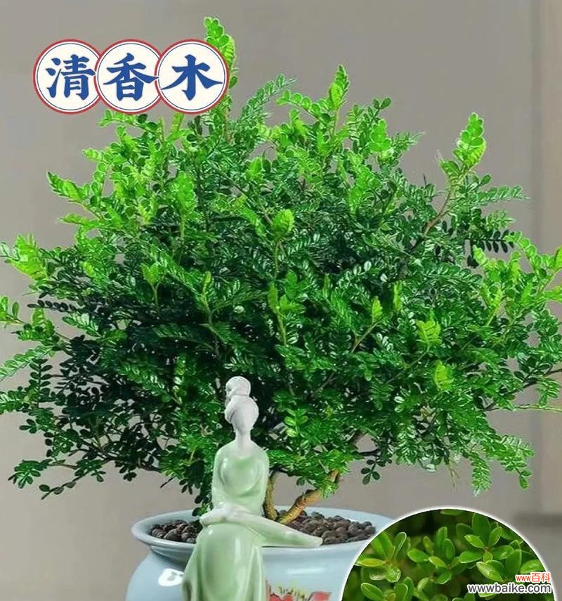 胡椒木盆栽是什么意思啊？胡椒木盆栽的含义是什么？