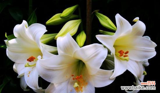 8朵百合代表什么？它们的花语是什么？