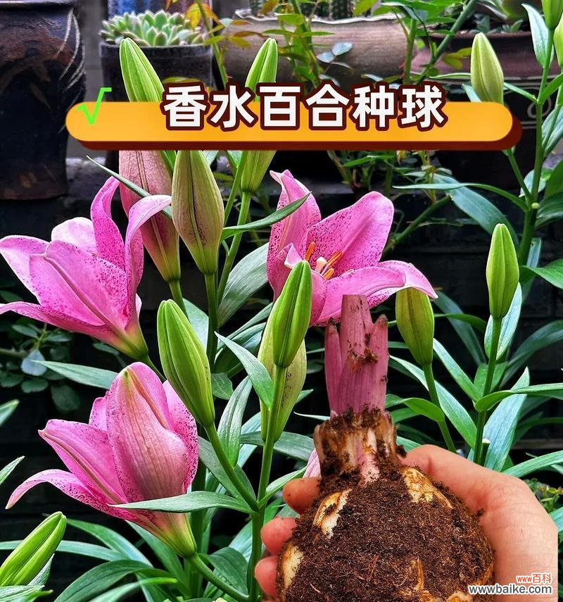 8朵百合代表什么？它们的花语是什么？