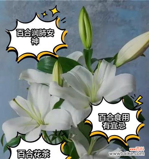 如何正确修剪百合花以保持其美丽？