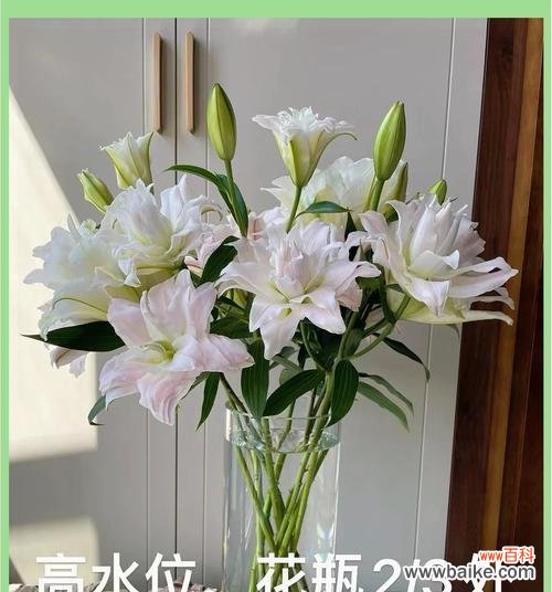 如何正确修剪百合花以保持其美丽？