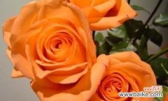 探究玫瑰花颜色的象征意义，揭示不同玫瑰花的深层寓意 不同颜色的玫瑰花与其含义