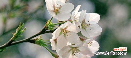 探索樱花背后的诗意与文化意义 樱花——美丽的花语与象征意义