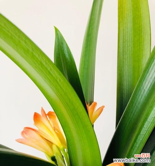 探寻君子兰的文化内涵与美学价值 君子兰之美——花语、象征与寓意