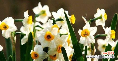 揭开水仙花背后的深刻含义 探秘水仙花花语