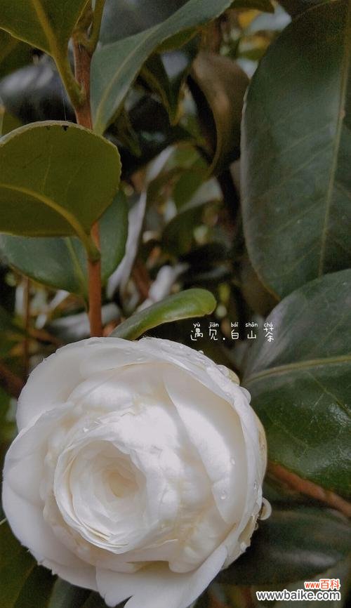 传递爱与美的花语语言 解读白山茶花语