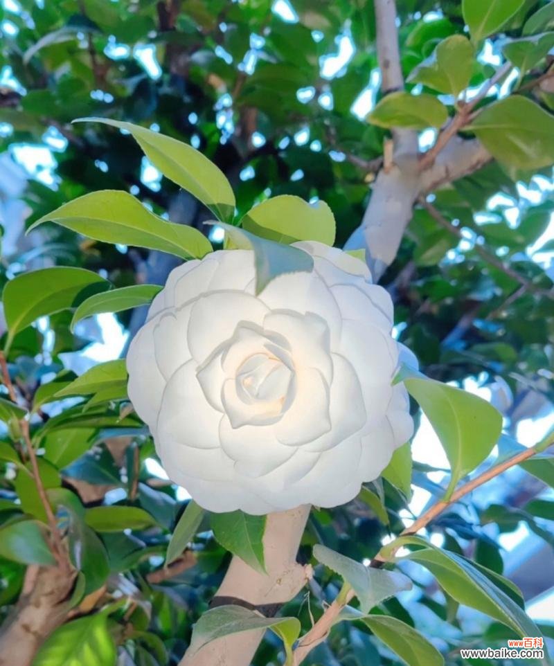 传递爱与美的花语语言 解读白山茶花语