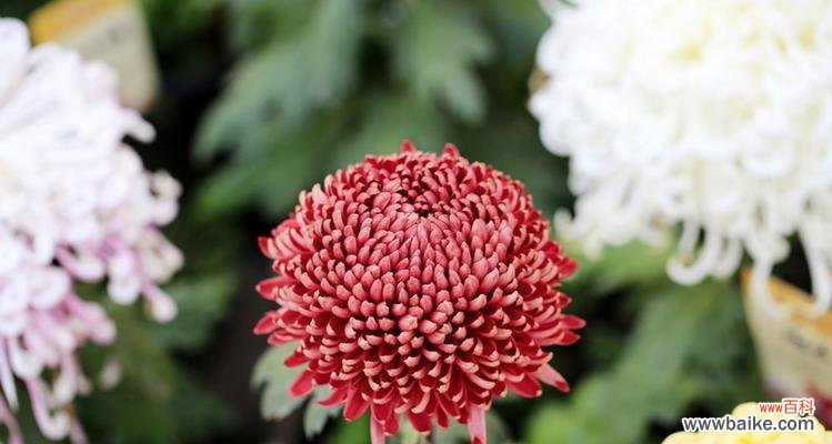 解读菊花 菊花的象征意义及文化价值