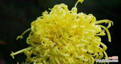 揭秘菊花的文化内涵与社会意义 菊花的象征意义与传统文化