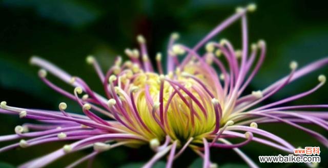 探索菊花所代表的深刻意义 菊花的花语与寓意