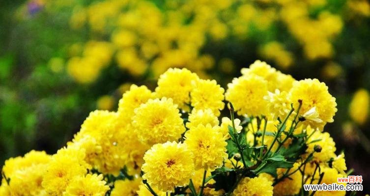 探秘菊花的寓意和传统文化 菊花的象征意义及文化价值