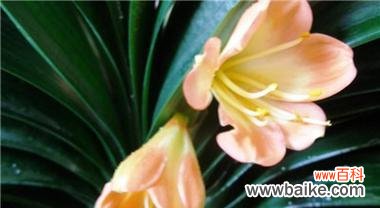 君子兰的花语及象征意义 君子兰花语解析