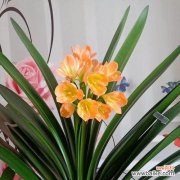 探寻君子兰的美与寓意 君子兰