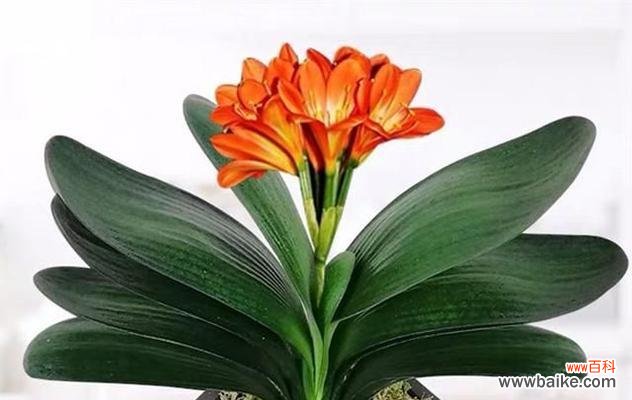 一朵绽放的奇迹 君子兰突然开花的寓意
