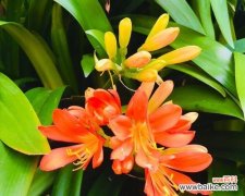 君子兰 探秘君子兰花语的含义