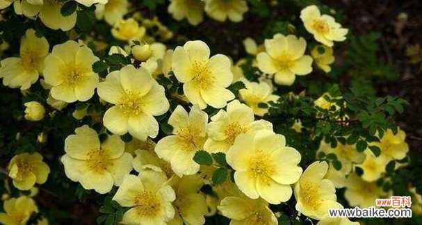 啬微花的花语是什么？啬微花在文化中象征着什么？