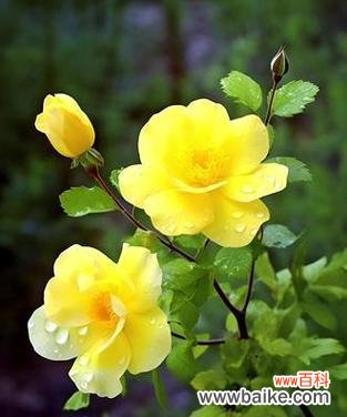 啬微花的花语是什么？啬微花在文化中象征着什么？