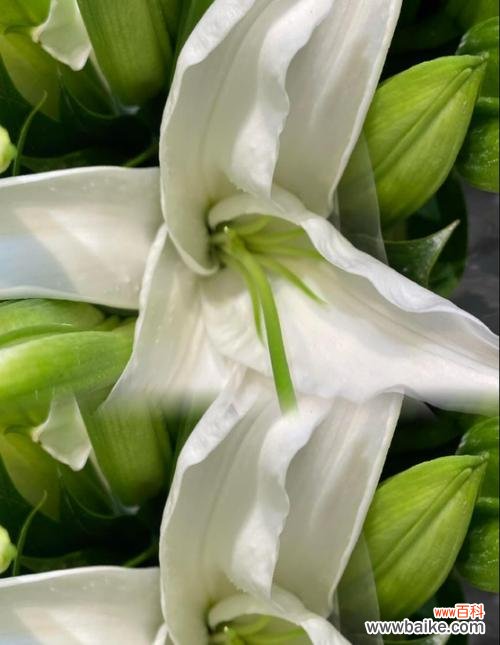 百合花在祭祖中象征着什么?