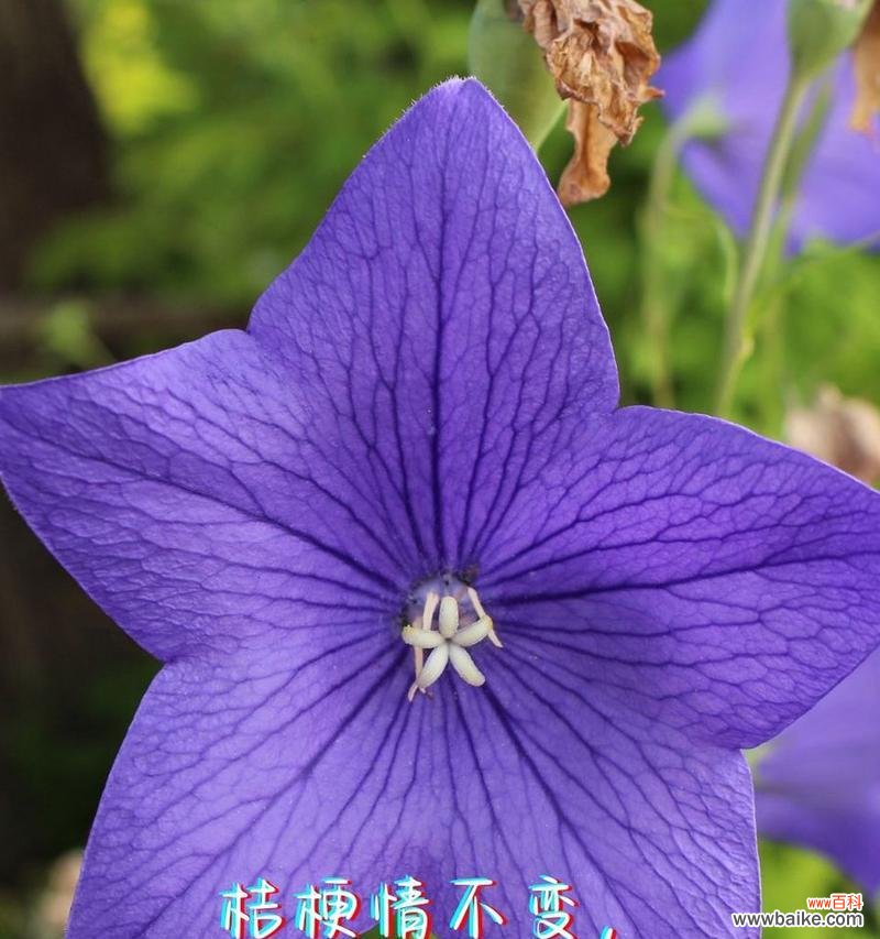 玫瑰与百合组合的花语是什么？