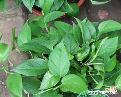 花卉乙烯抑制剂的作用是什么？使用时应注意什么？