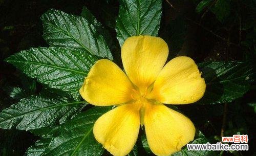 传递时间的美丽花卉，寓意深远 时钟花的花语与意义